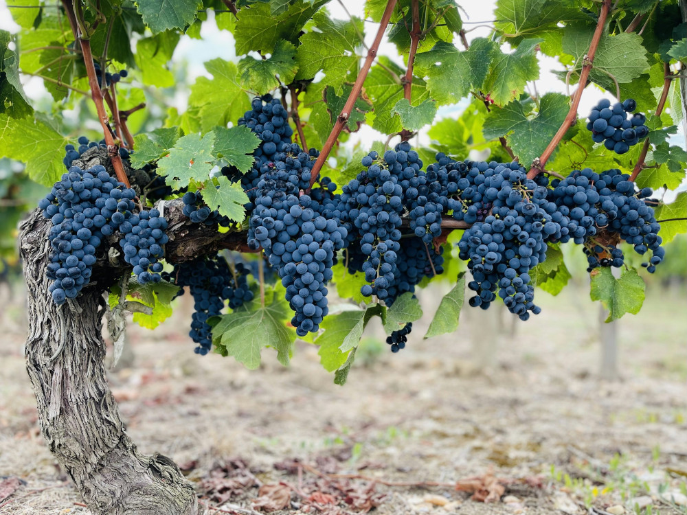 Vild med Pomerol? Opdag hemmelighederne bag vinens magi